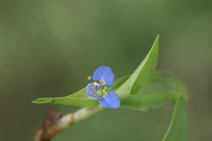 Commelina diffusa